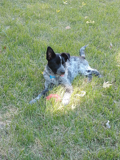 Animal Shelter «The Humane Society of Greater Kansas City», reviews and photos