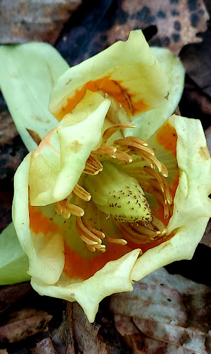 Nature Preserve «Jug Bay Wetlands Sanctuary», reviews and photos, 1361 Wrighton Rd, Lothian, MD 20711, USA