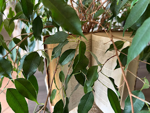 Photo n°2 de L'Arbre à Textes à Arches ()