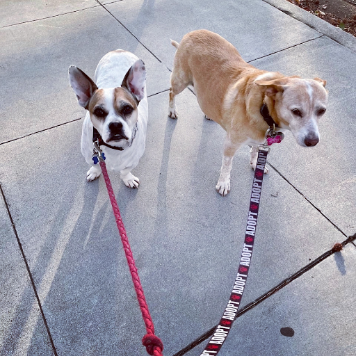 Dog walker Thousand Oaks