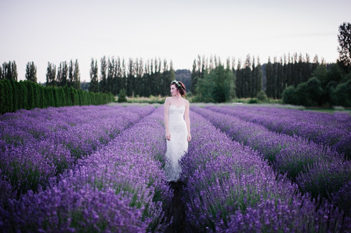Woodinville Lavender