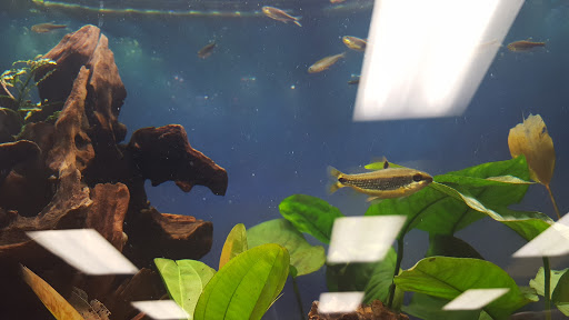 Tropical Fish Store «Aquatic Dog», reviews and photos, 7429 E Iliff Ave, Denver, CO 80231, USA