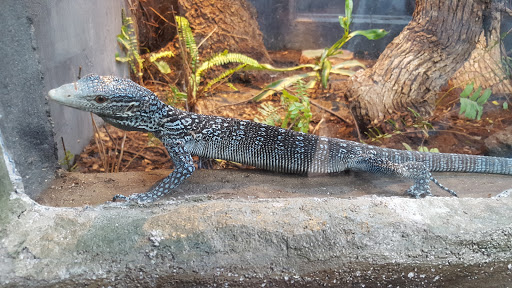 Pet Store «Lost Realms Pets», reviews and photos, 8059 N Cedar Ave, Fresno, CA 93720, USA