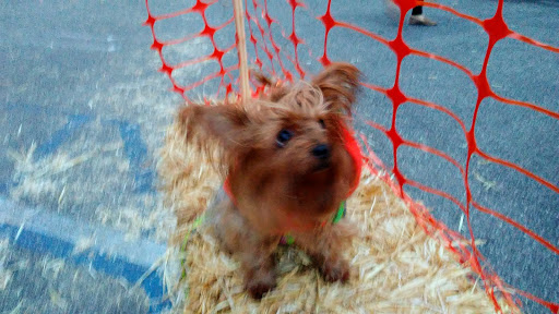 Pet Supply Store «The Urban Pet», reviews and photos, 7515 Beverly Blvd, Los Angeles, CA 90036, USA