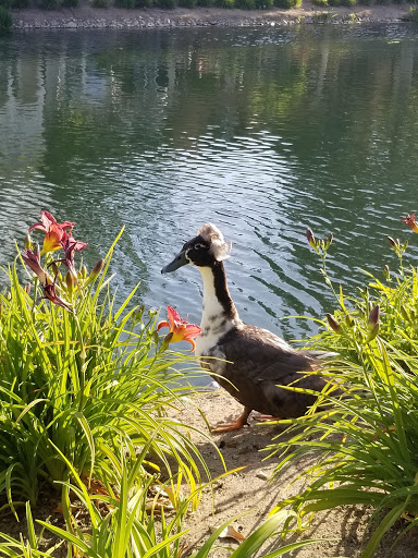 Park «Bridgeport Park», reviews and photos, 23520 Bridgeport Ln, Santa Clarita, CA 91355, USA