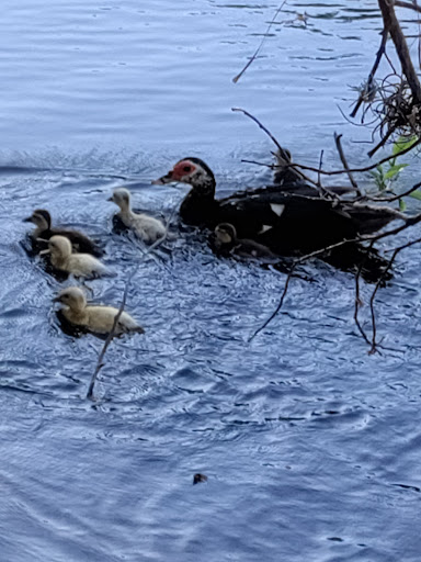 Performing Arts Theater «Barbara B. Mann Performing Arts Hall», reviews and photos, 13350 FSW Pkwy, Fort Myers, FL 33919, USA