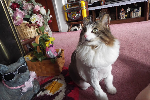 Pet Supply Store «PetSmart», reviews and photos, 3132 Vestal Pkwy E, Vestal, NY 13850, USA