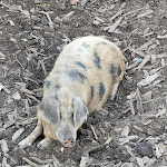 Photo n°1 de l'avis de Sebastian. fait le 17/08/2023 à 16:34 sur le  Gasthaus Schlössle à Kaisheim