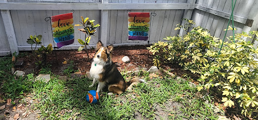 Sarasota Tamiami Animal Hospital image