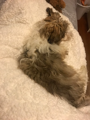 Pet Groomer «Sandy Paw Pet Spa & Boutique», reviews and photos, 44 Woodside Ave, Winthrop, MA 02152, USA