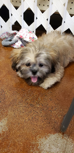 Pet Store «Fairwood Pet Center», reviews and photos, 14201 SE Petrovitsky Rd, Renton, WA 98058, USA