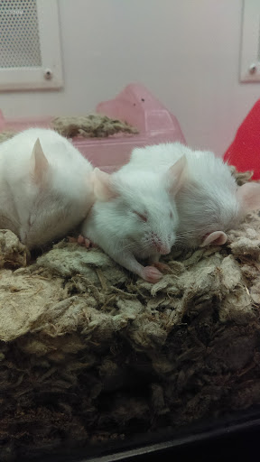 Pet Supply Store «Petco Animal Supplies», reviews and photos, 1203 SE Everett Mall Way f, Everett, WA 98208, USA