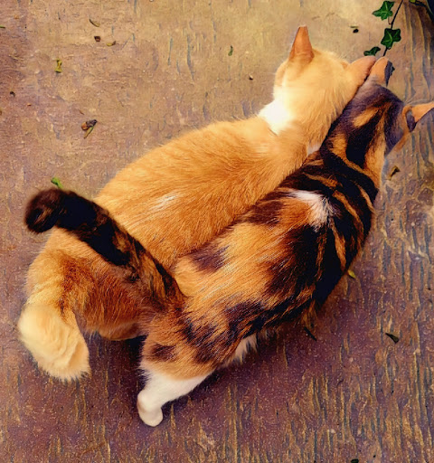 Hardware Store «Proctor Ace Hardware», reviews and photos, 5723 University Blvd W, Jacksonville, FL 32216, USA