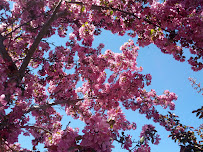 Garden Up Landscape - Photo 2 - Car repair in , Spokane