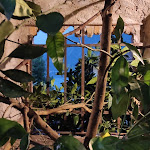 Photo n°1 de l'avis de Stefano.e fait le 23/08/2022 à 11:14 sur le  HOSTARIA AL BUONGUSTO à Limone sul Garda