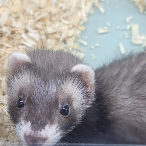 Pet Store «PV Pets», reviews and photos, 233 S Broadway, Pennsville, NJ 08070, USA