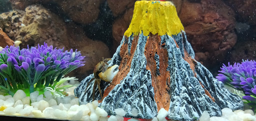 Tropical Fish Store «Tokyo Aquarium», reviews and photos, 4600 W Adams Blvd, Los Angeles, CA 90016, USA