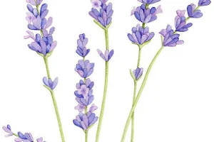 Lavender and Love a salon image