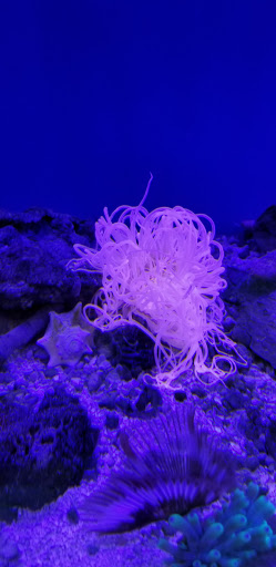 Tropical Fish Store «Stingray Bay», reviews and photos, 17800 E 9 Mile Rd, Eastpointe, MI 48021, USA