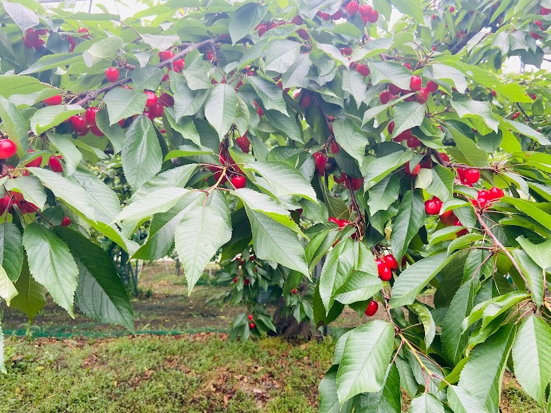 チェリー松井園