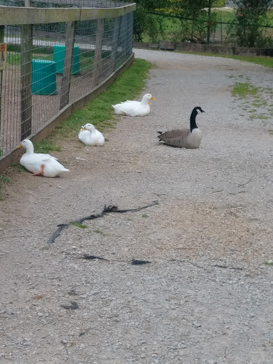 Zoo «Tupelo Buffalo Park & Zoo», reviews and photos, 2272 Coley Rd, Tupelo, MS 38801, USA