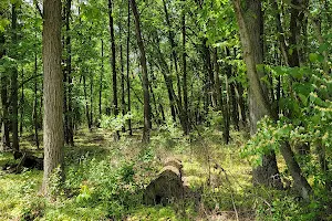 Sweet Woods Forest Preserve image