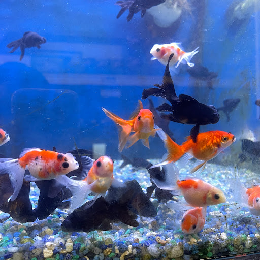 Pet Store «B & B Pet Stop, Inc.», reviews and photos, 5035 Cottage Hill Rd, Mobile, AL 36609, USA