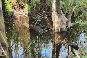 Otter Pond image