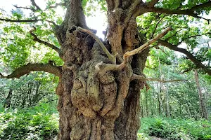 Ancient Famous Oak Tree image