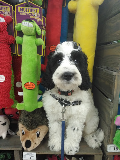 Pet Supply Store «Petco Animal Supplies», reviews and photos, 600 US-441, The Villages, FL 32159, USA
