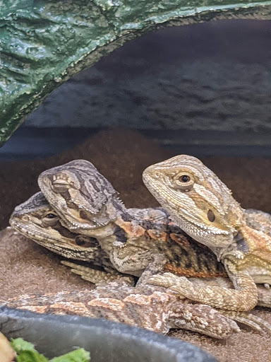 Pet Supply Store «Petco Animal Supplies», reviews and photos, 1419 Towne Square Blvd NW, Roanoke, VA 24019, USA