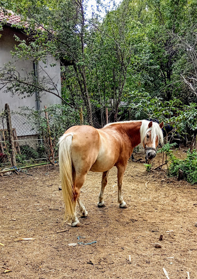 Ранчо 'Thracian Spirits'-конна Езда