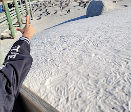 Boulders Penguin Colony photo