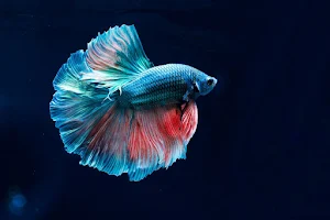 Fish Flock Aquariums image