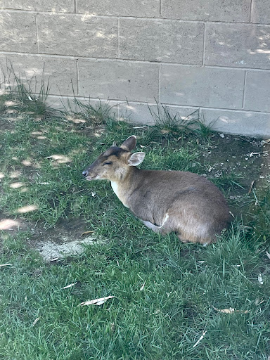 Zoo «Charles Paddock Zoo», reviews and photos, 9100 Morro Rd, Atascadero, CA 93422, USA