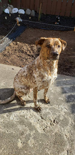 Pet Supply Store «Petco Animal Supplies», reviews and photos, 1203 SE Everett Mall Way f, Everett, WA 98208, USA