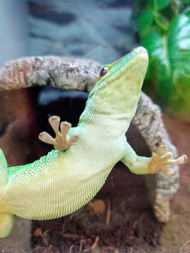 Pet Supply Store «Petco Animal Supplies», reviews and photos, 6720 Fox Centre Pkwy, Gloucester Courthouse, VA 23061, USA