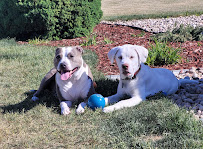 Muddy Paws Dog spa - Photo 3 - Car repair in Denver, CO, Aurora