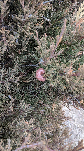 Dog Park «Beck Lake Off-Leash Dog Area», reviews and photos, 9700 Gloria Ct, Glenview, IL 60025, USA