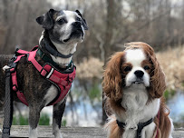 Premier Pet Services LLC - Photo 4 - Car repair in , Lowell