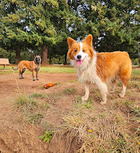 Adventure Dog Walks - Photo 1 - Car repair in , Eugene