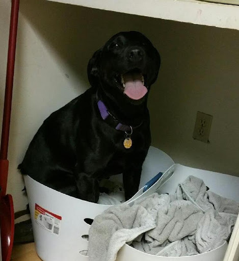 House Cleaning Service «Green Clean Maine, LLC», reviews and photos, 583 Warren Ave, Portland, ME 04103, USA