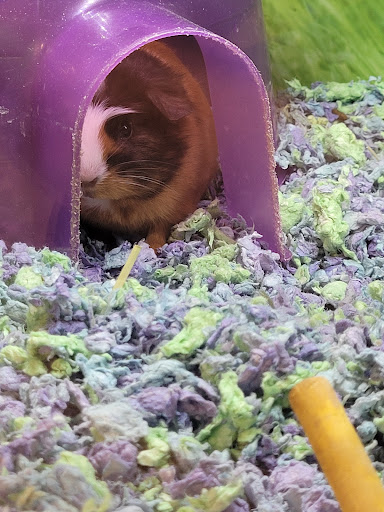 Pet Supply Store «PetSmart», reviews and photos, 320 W Town Square Way, Oak Creek, WI 53154, USA