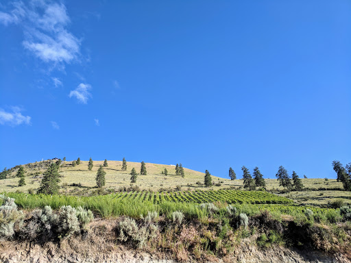 Vineyard «Mellisoni Vineyards», reviews and photos, 3155 US-97 ALT, Chelan, WA 98816, USA