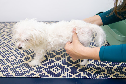 Revivere - Animal Rehabilitation Center em São Paulo - SP