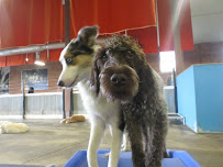 Spot for Dogs LLC - Photo 9 - Car repair in Atlanta, GA, Atlanta