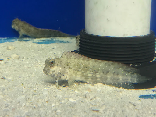 Pet Store «Acuario Piscis», reviews and photos, 3040 W Cermak Rd, Chicago, IL 60623, USA