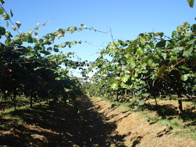 Fraises et Kiwis GODARD à Saint-Fulgent