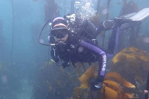 Scuba Shack Diving Cape Town image
