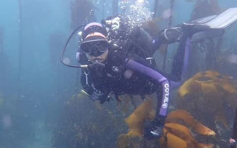 Scuba Shack Diving Cape Town image